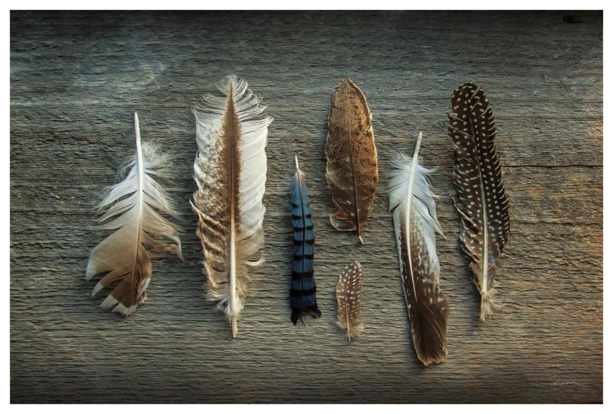 Feather Collection I -Paper Art-62"x42"