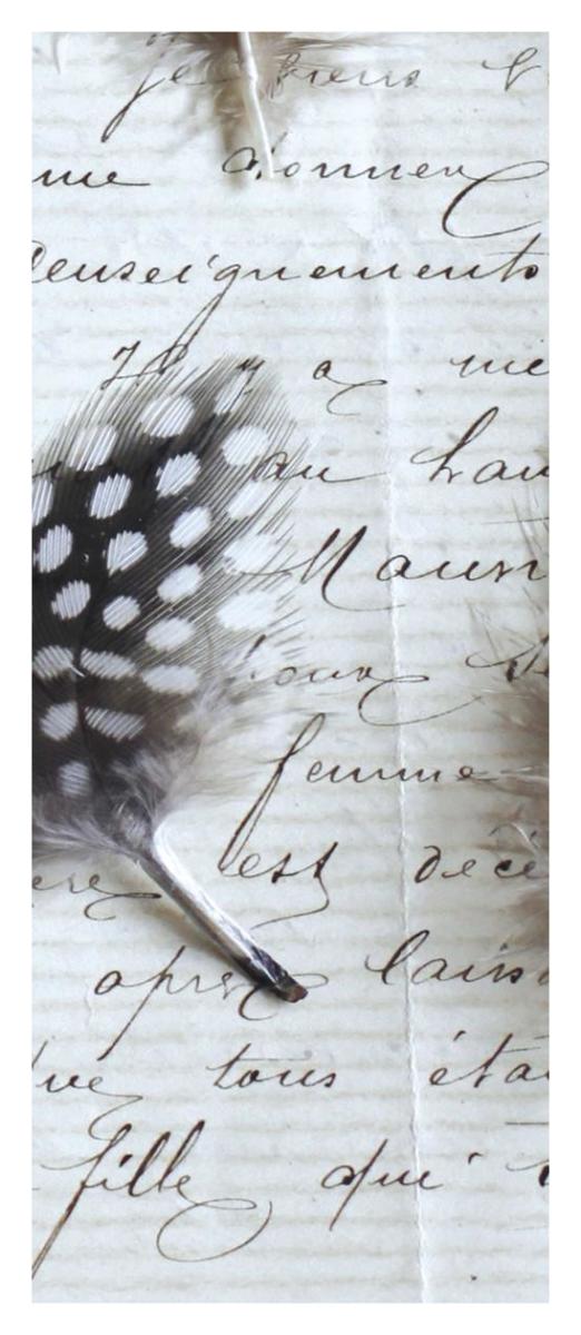 Plume Feathers V  I -Paper Art-18"x42"