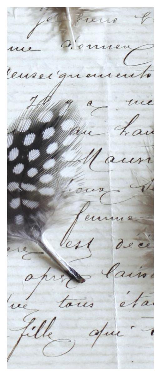 Plume Feathers V  I -Paper Art-22"x52"