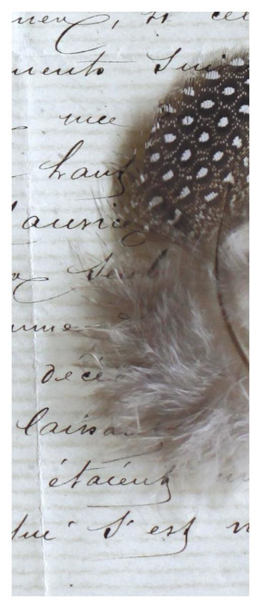 Plume Feathers V  II -Paper Art-22"x52"