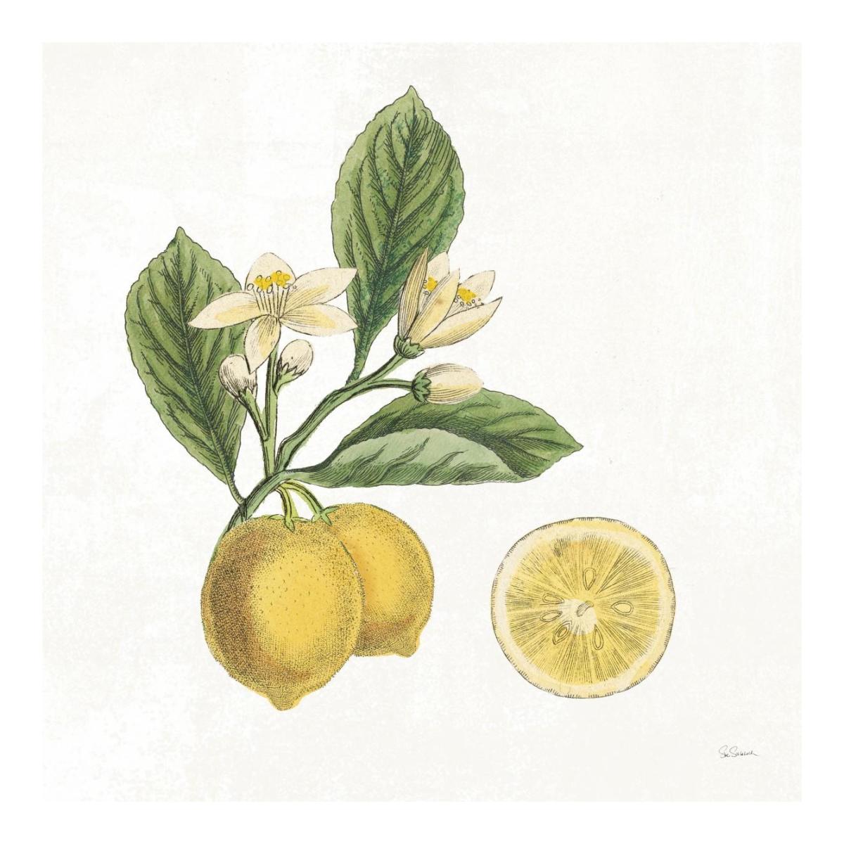 Classic Citrus I -Paper Art-20"x20"