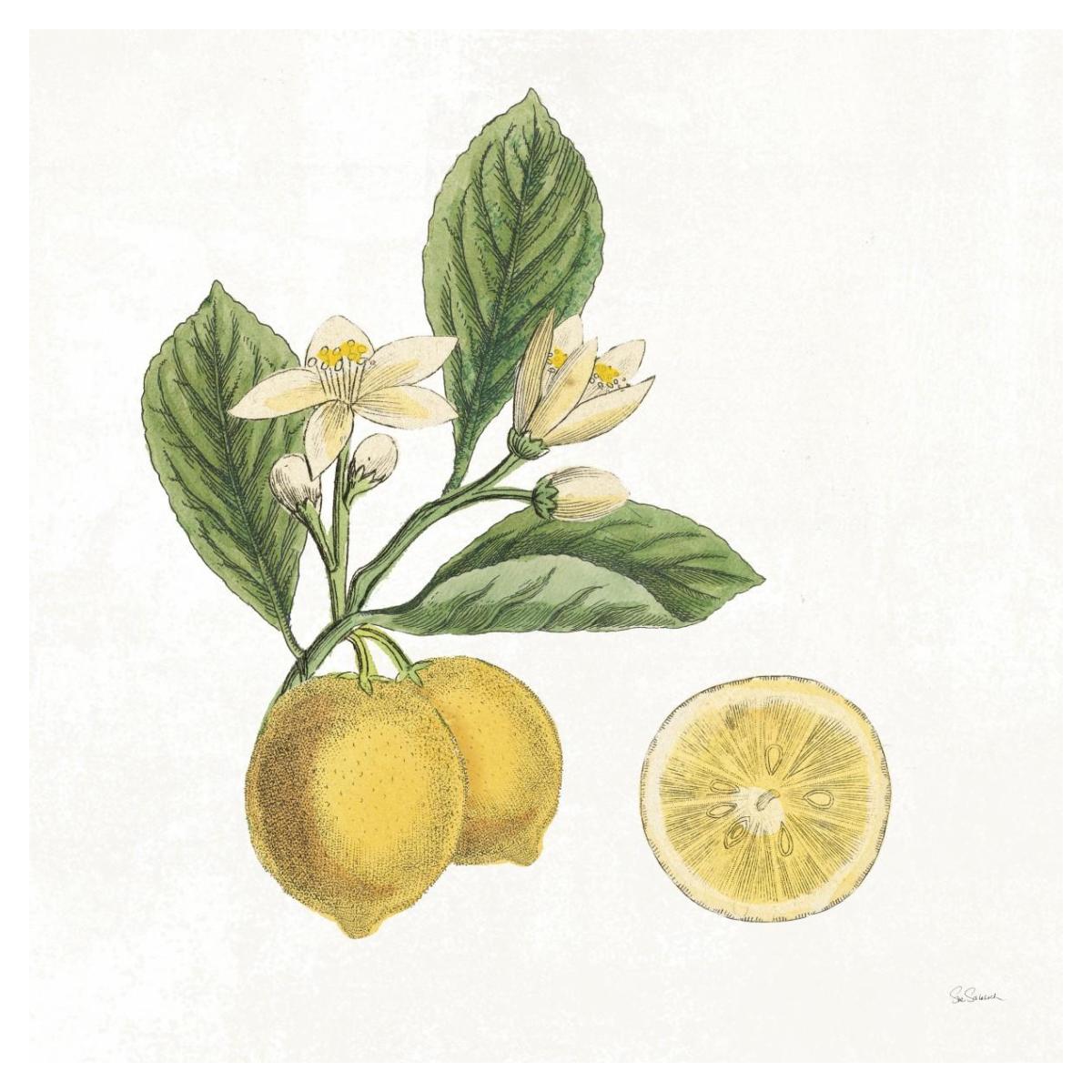 Classic Citrus I -Paper Art-38"x38"