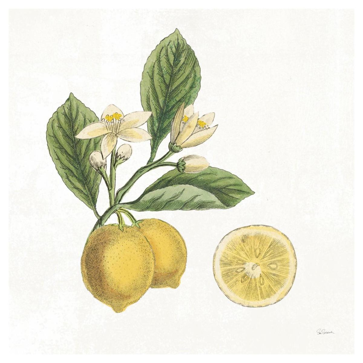 Classic Citrus I -Paper Art-42"x42"