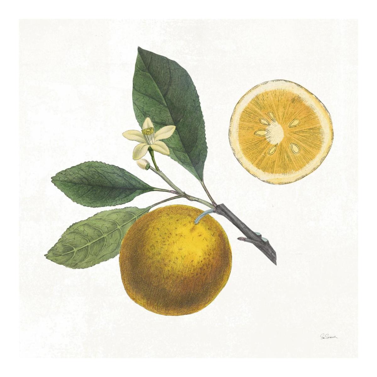 Classic Citrus II -Paper Art-20"x20"