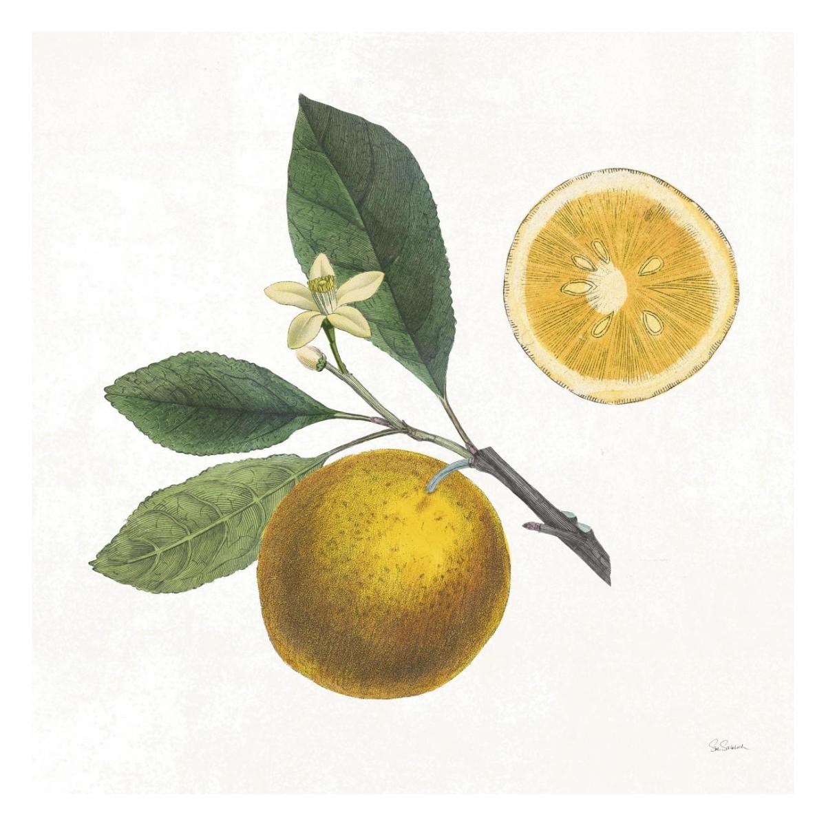 Classic Citrus II -Paper Art-26"x26"