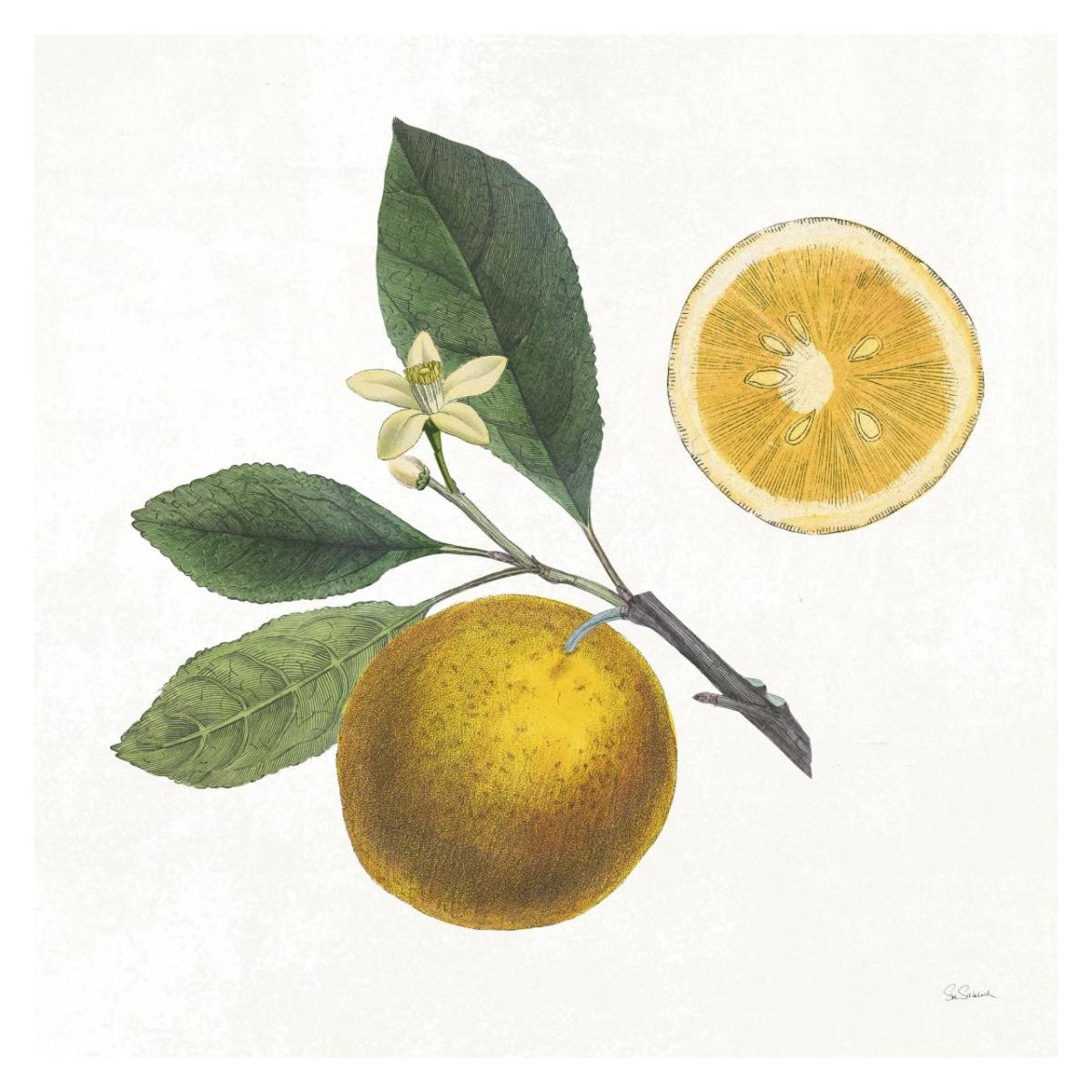 Classic Citrus II -Paper Art-32"x32"