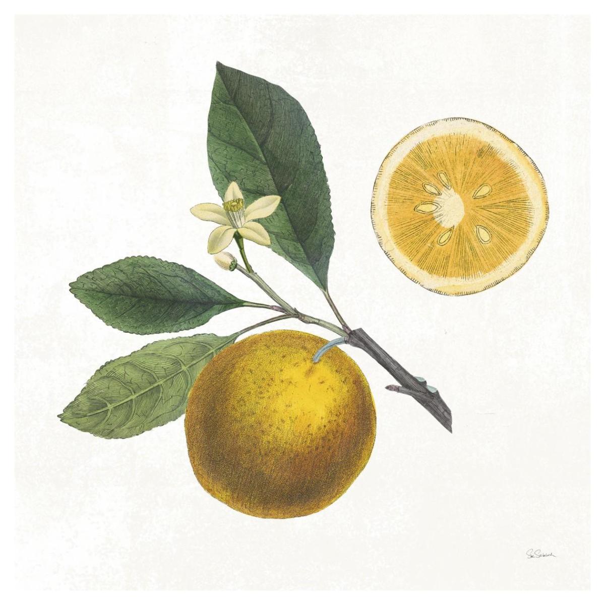 Classic Citrus II -Paper Art-42"x42"