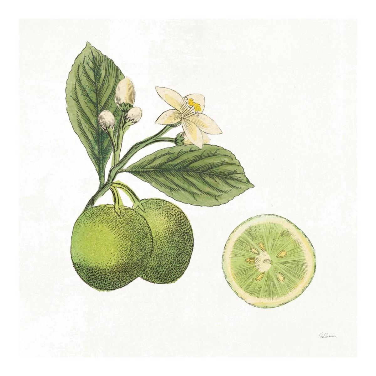 Classic Citrus III -Paper Art-20"x20"