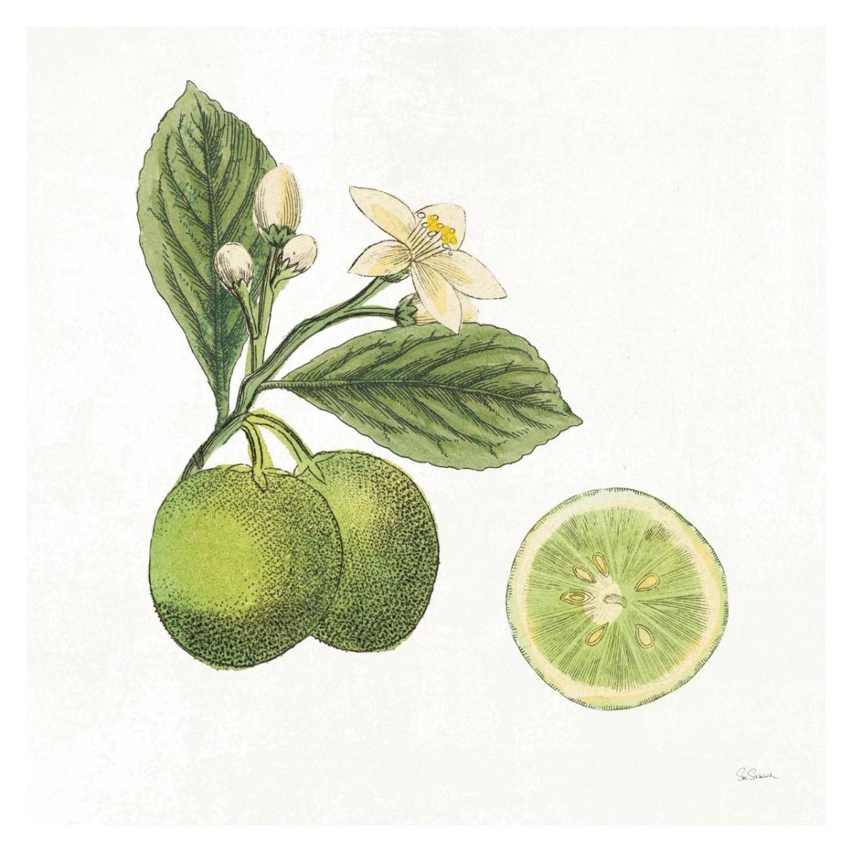 Classic Citrus III -Paper Art-32"x32"
