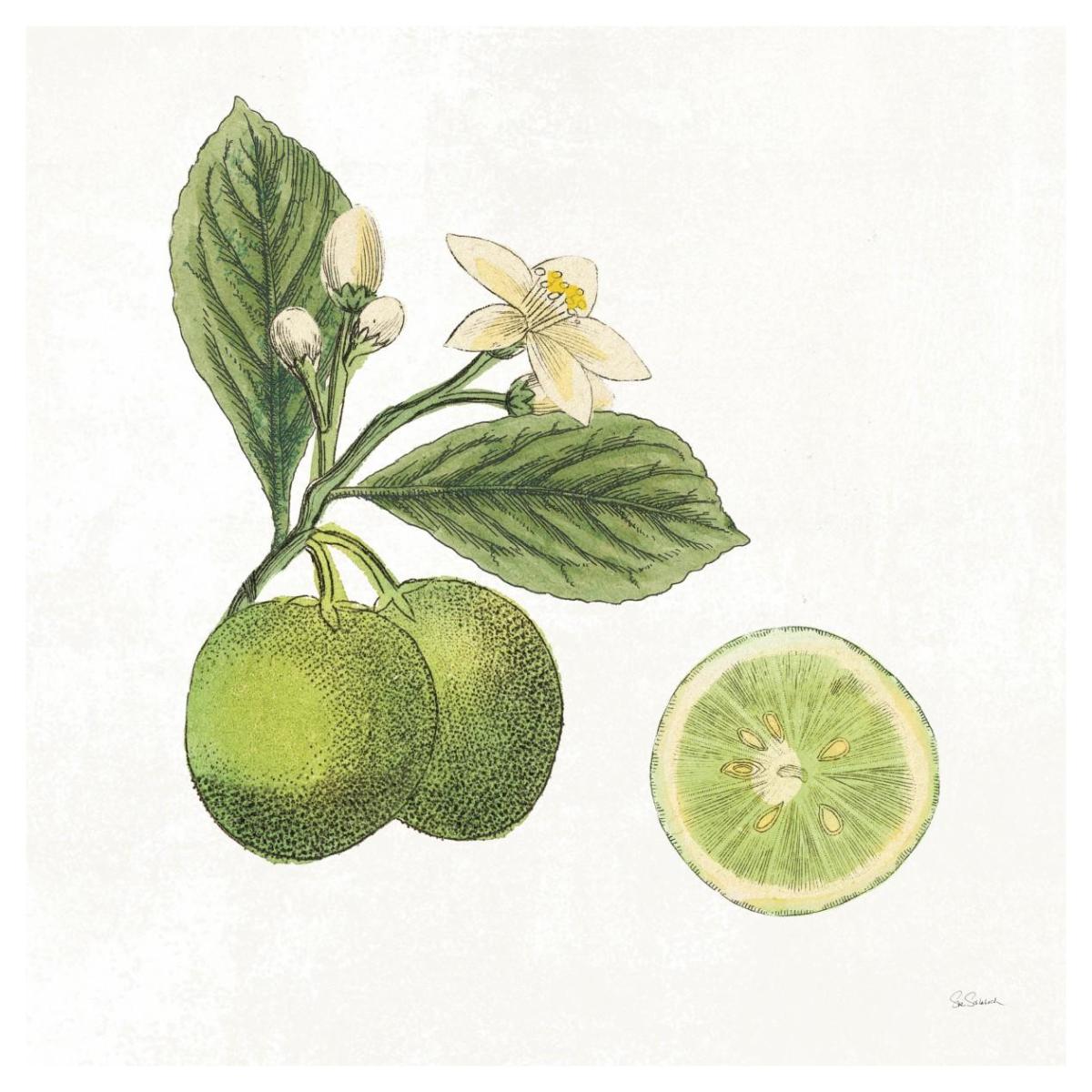 Classic Citrus III -Paper Art-42"x42"