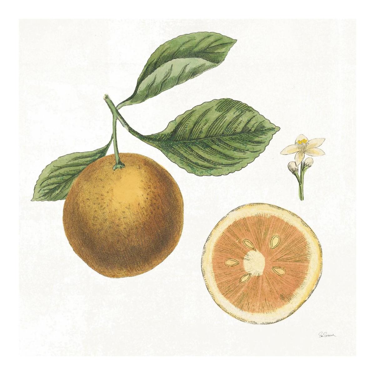 Classic Citrus IV -Paper Art-20"x20"