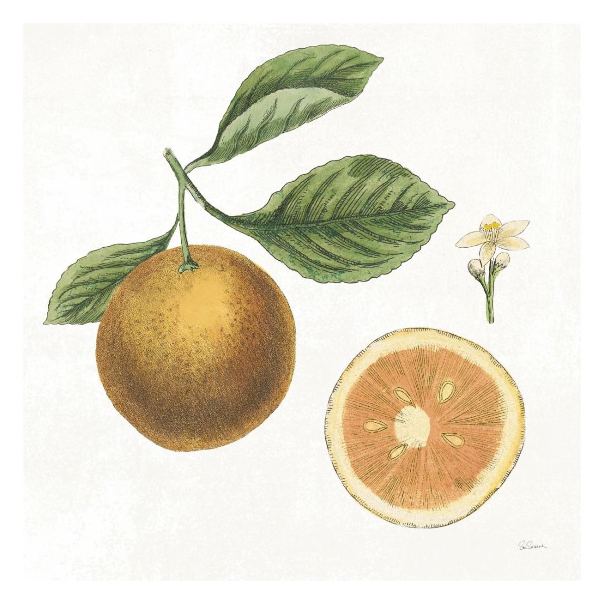 Classic Citrus IV -Paper Art-26"x26"