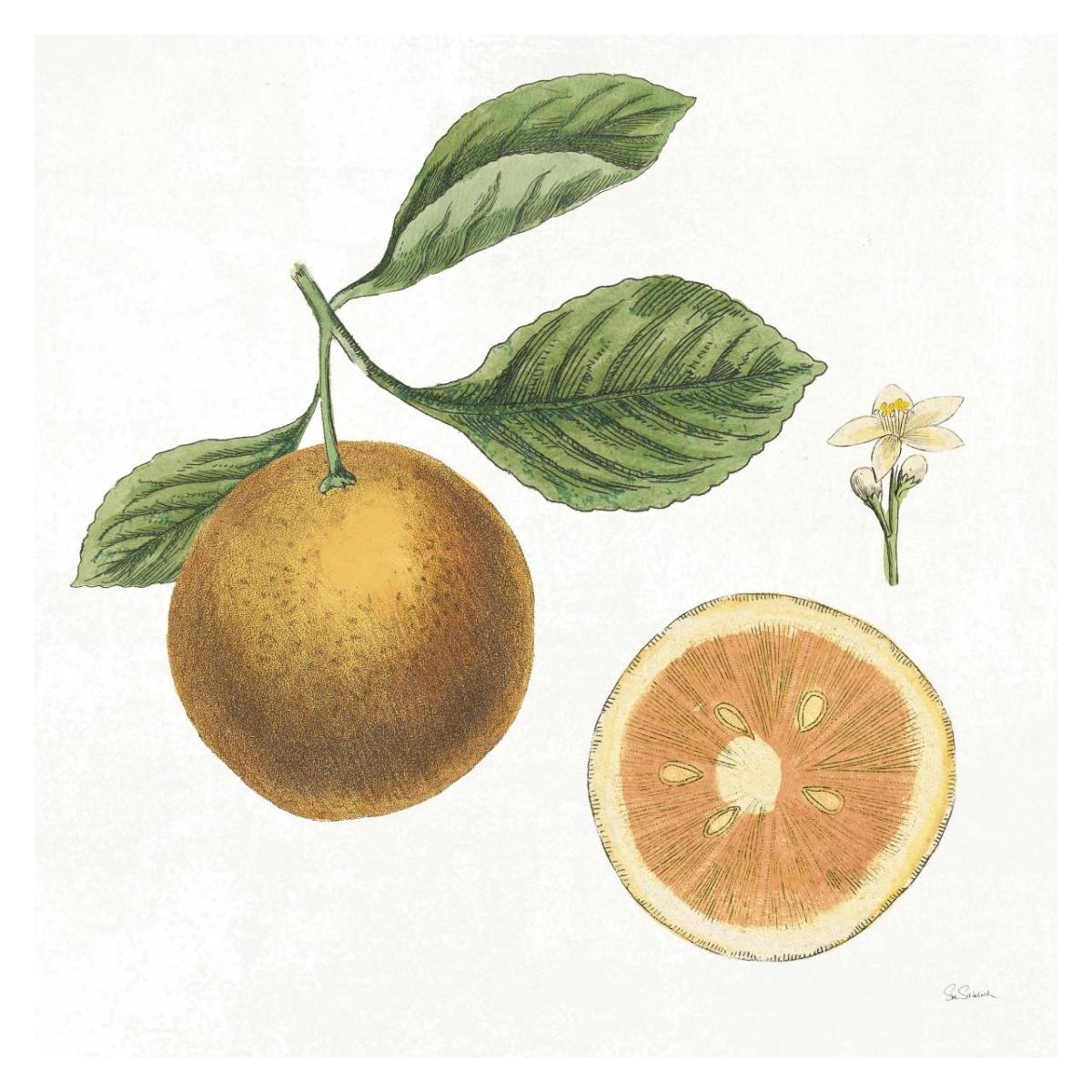 Classic Citrus IV -Paper Art-32"x32"