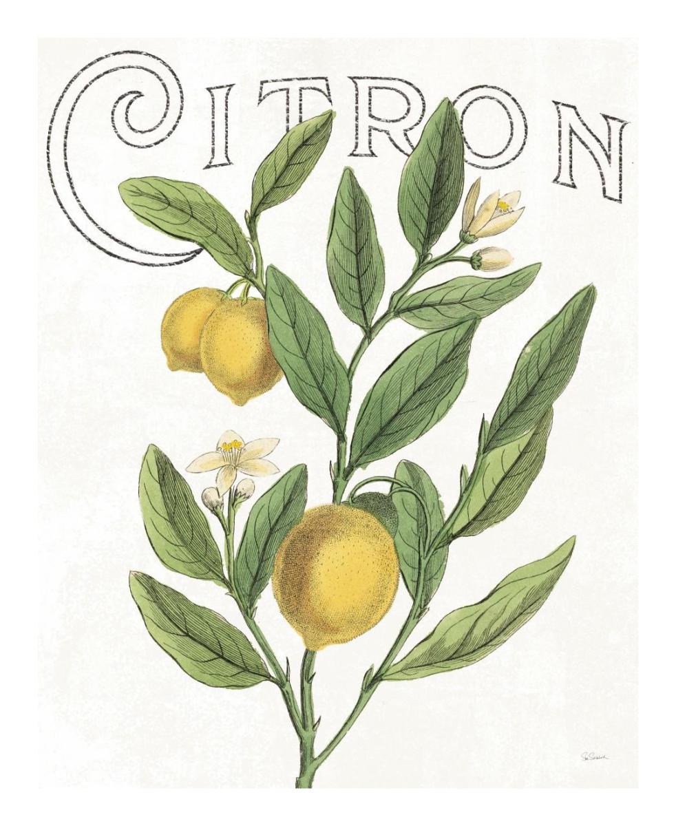 Classic Citrus V -Paper Art-18"x22"