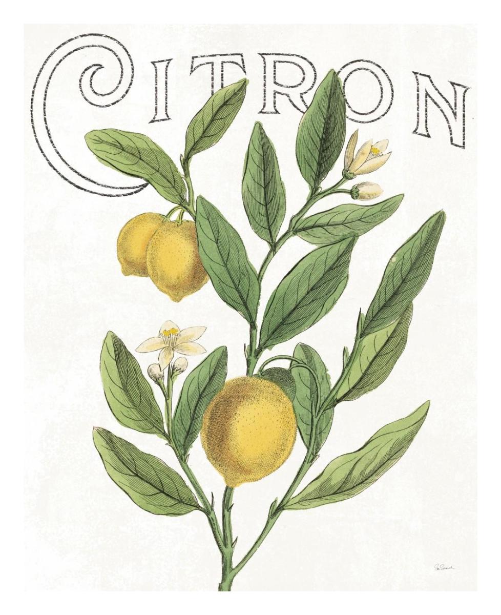 Classic Citrus V -Paper Art-22"x26"