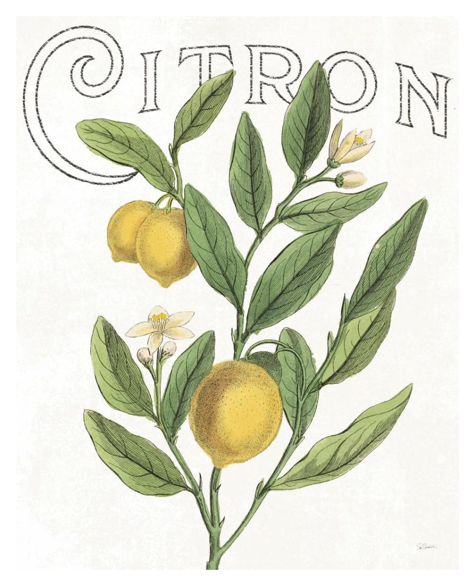 Classic Citrus V -Paper Art-30"x37"