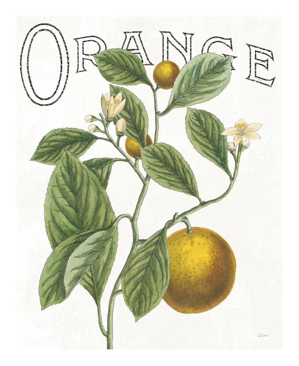 Classic Citrus VI -Paper Art-18"x22"