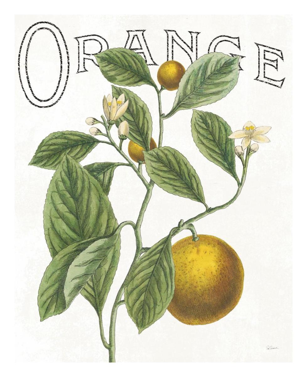 Classic Citrus VI -Paper Art-22"x26"