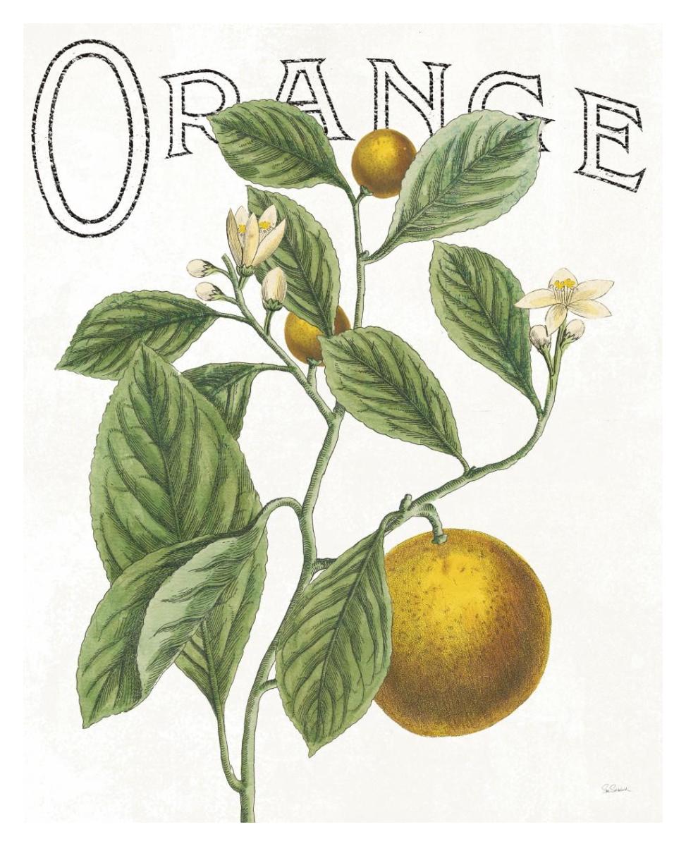 Classic Citrus VI -Paper Art-30"x37"