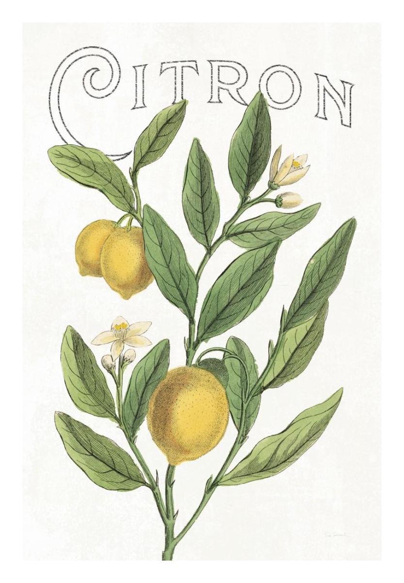 Classic Citrus V v2 -Paper Art-18"x26"