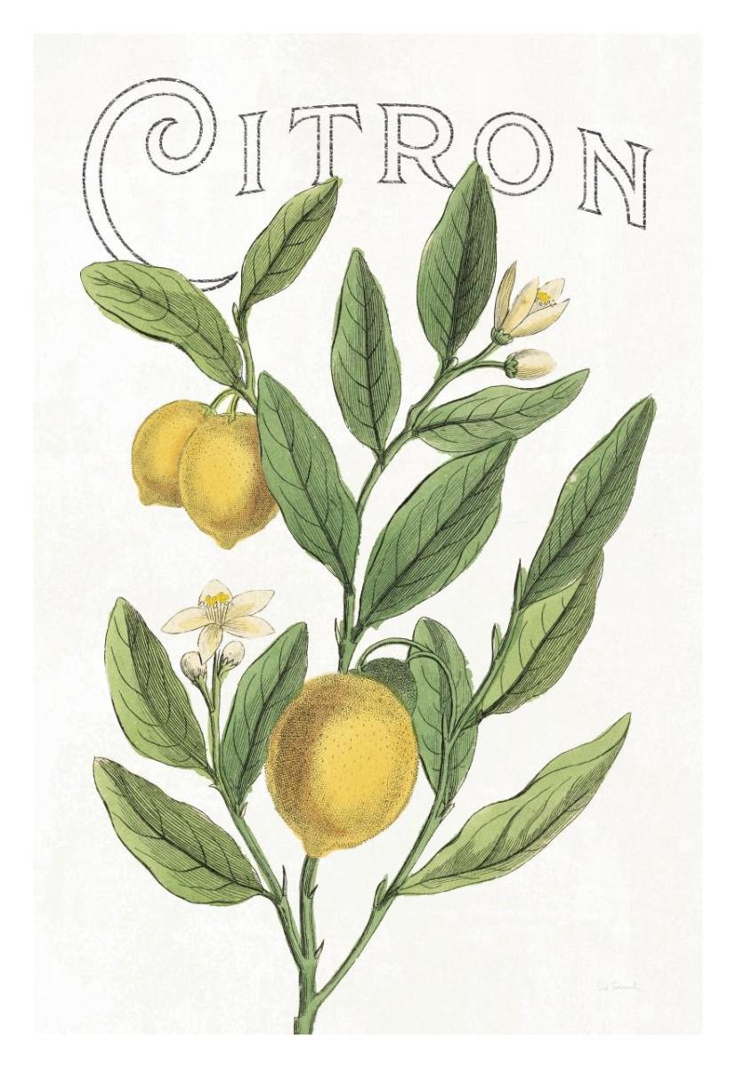 Classic Citrus V v2 -Paper Art-22"x32"