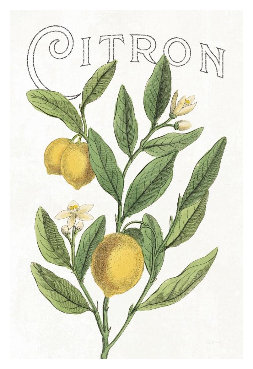 Classic Citrus V v2 -Paper Art-26"x38"