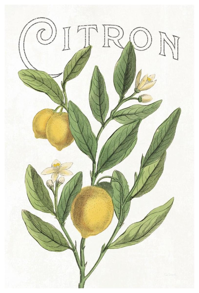 Classic Citrus V v2 -Paper Art-42"x62"