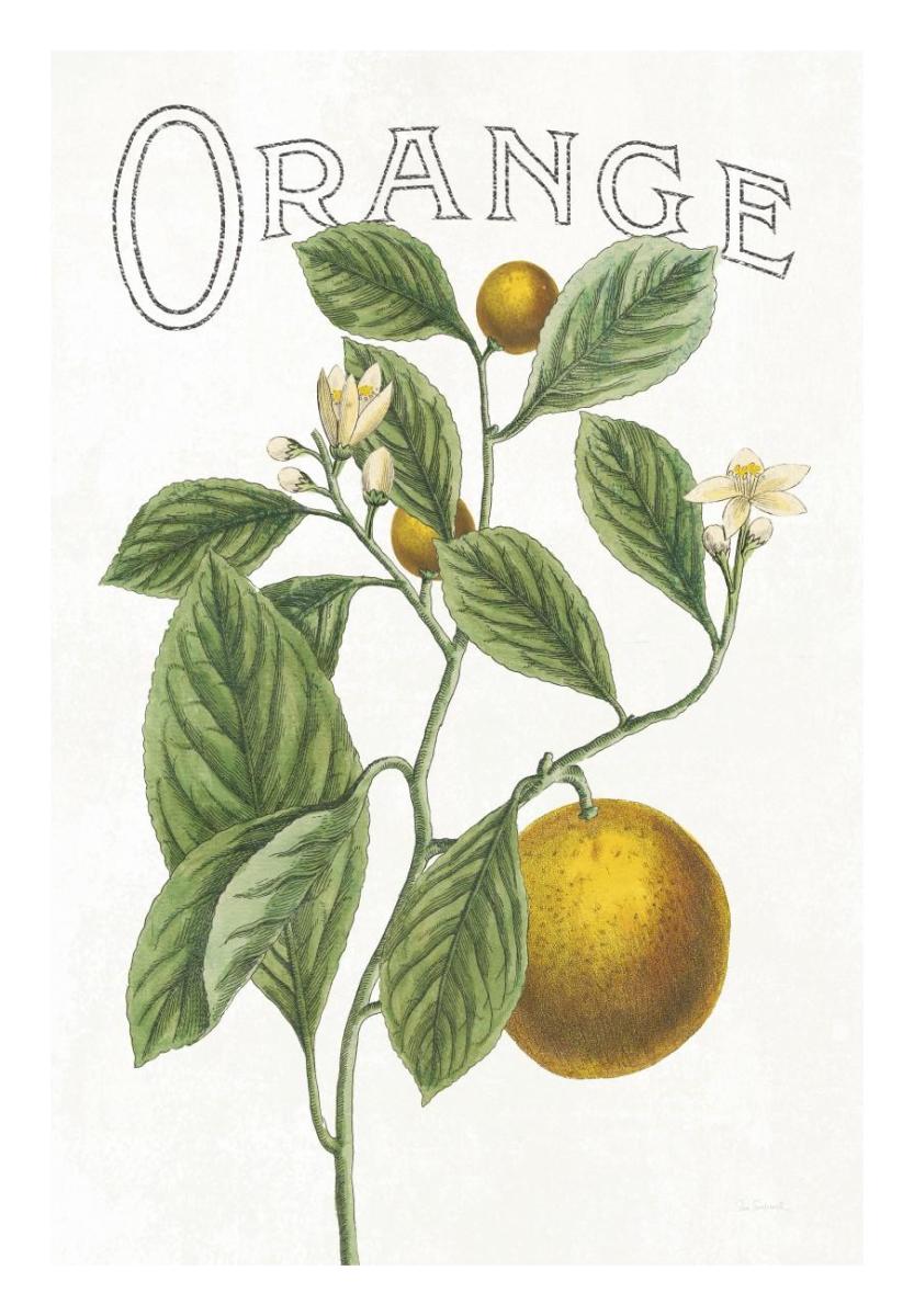 Classic Citrus VI v2 -Paper Art-18"x26"