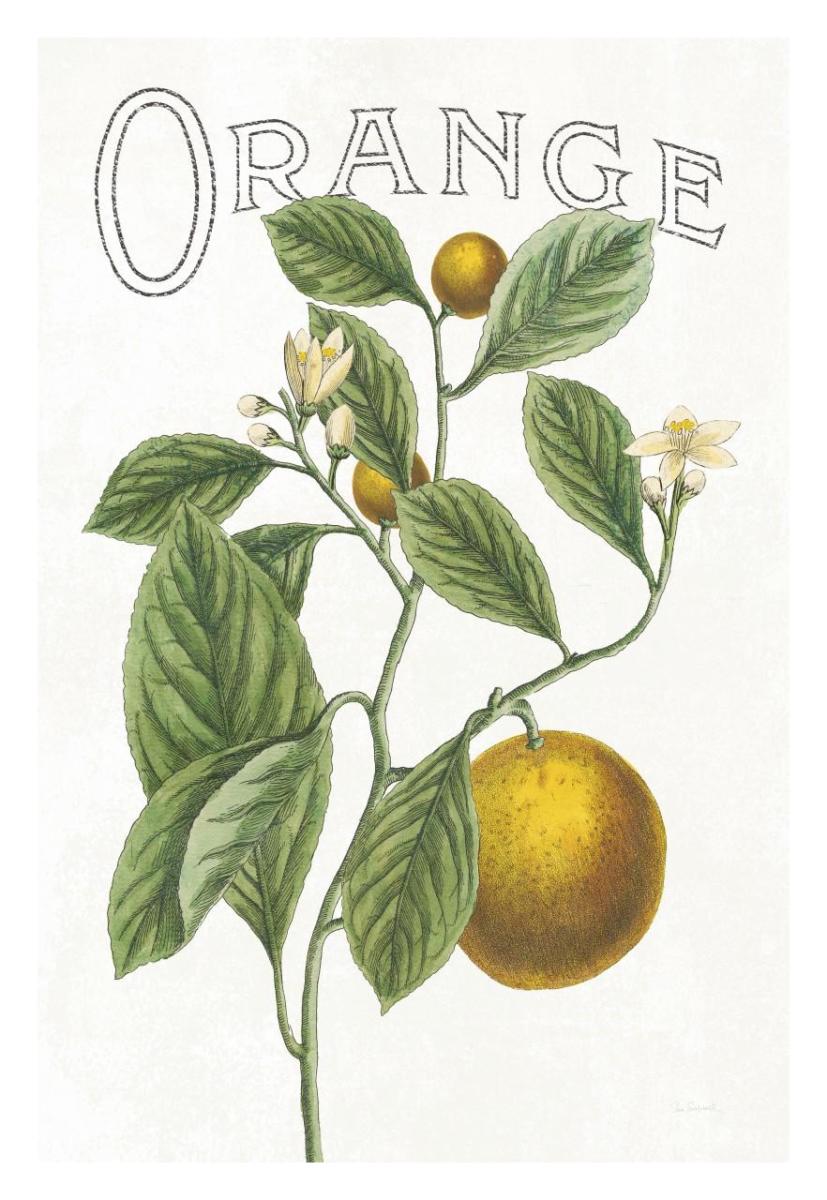 Classic Citrus VI v2 -Paper Art-22"x32"