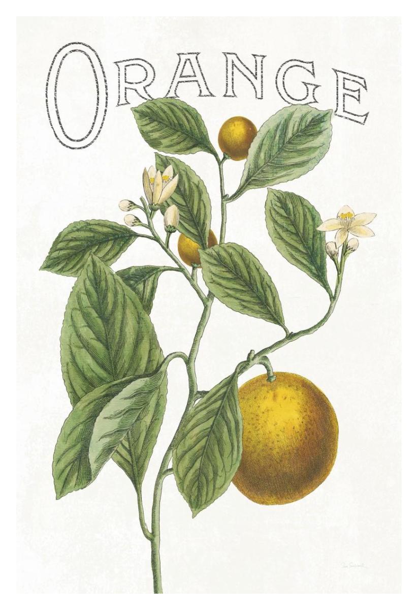 Classic Citrus VI v2 -Paper Art-26"x38"