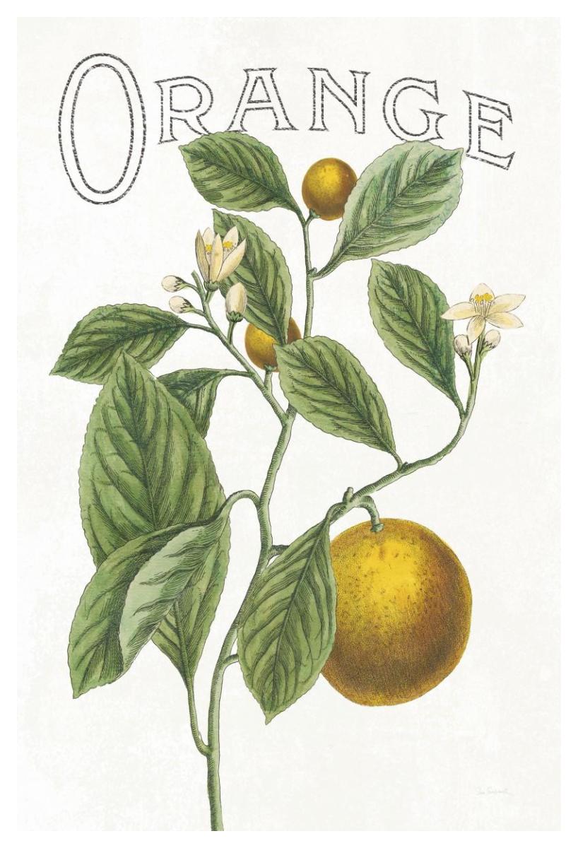 Classic Citrus VI v2 -Paper Art-34"x50"