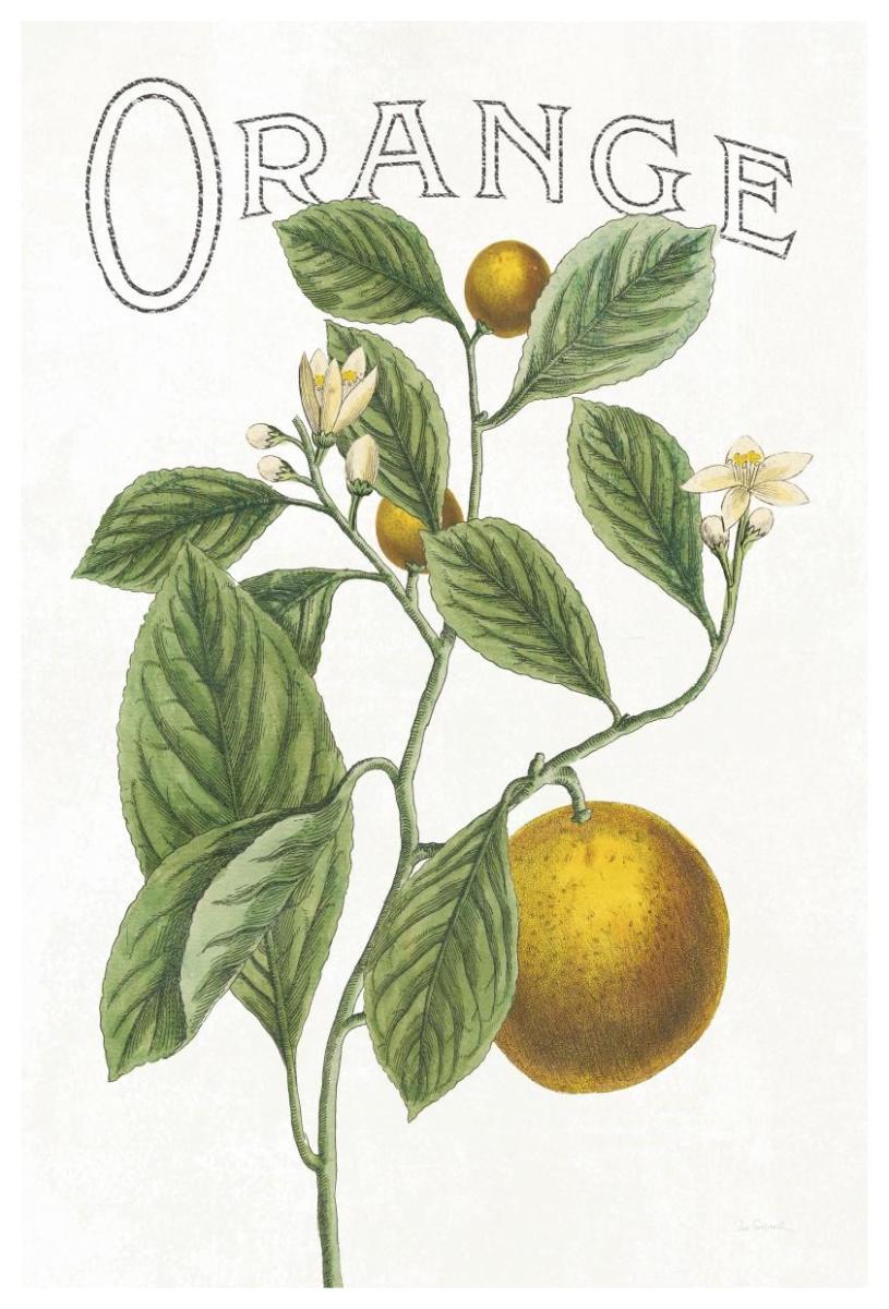 Classic Citrus VI v2 -Paper Art-42"x62"