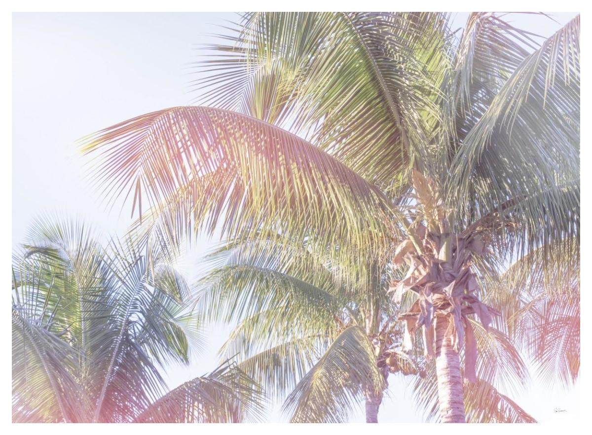 Dream Palm I -Paper Art-50"x38"