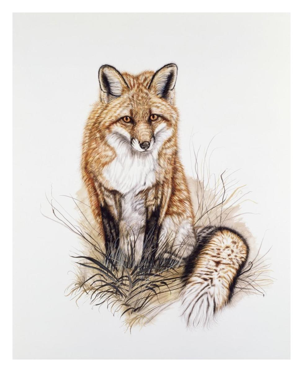 Red Fox -Paper Art-24"x30"