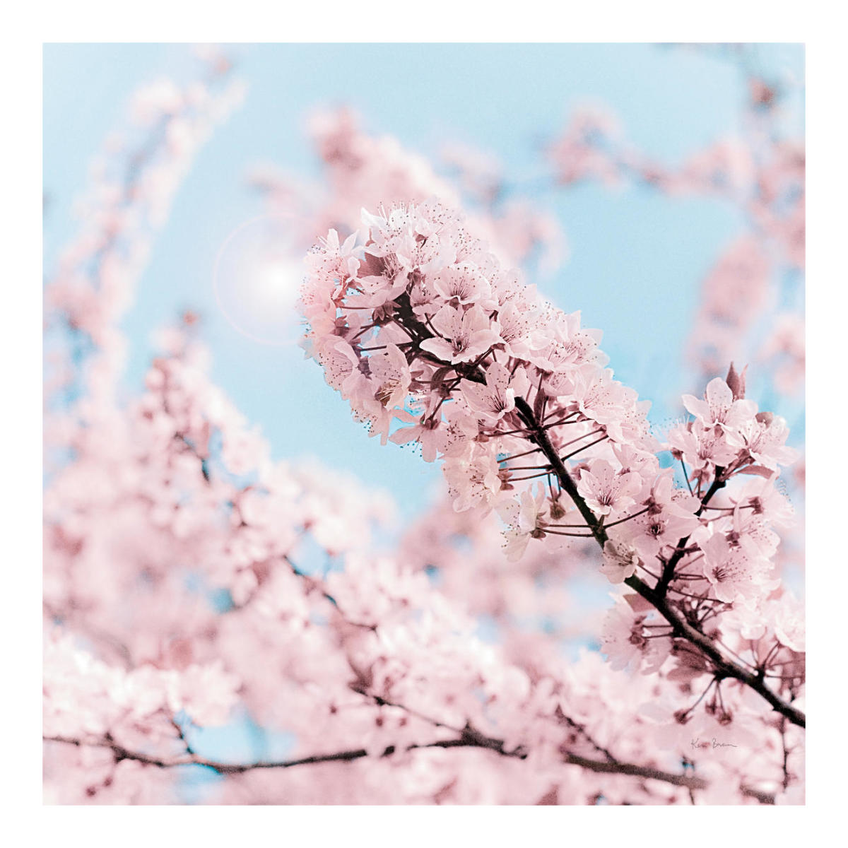 Cherry Blossom Clouds -Paper Art-20"x20"