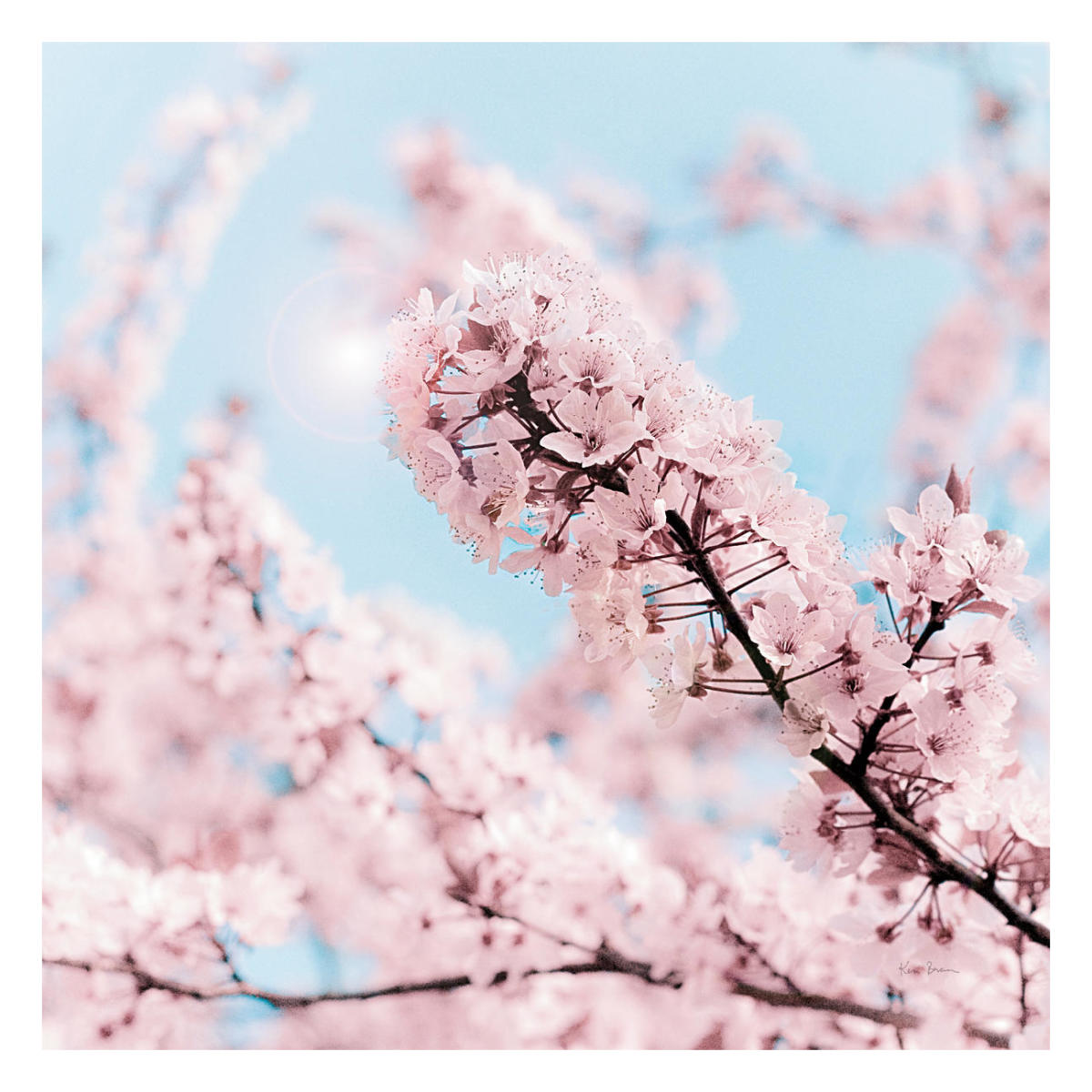 Cherry Blossom Clouds -Paper Art-26"x26"