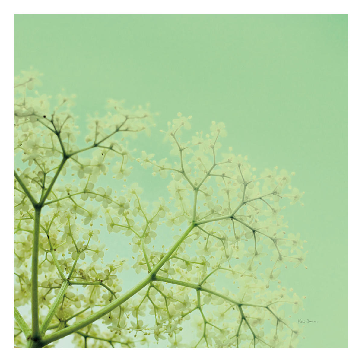 Cuckoo Flowers -Paper Art-26"x26"