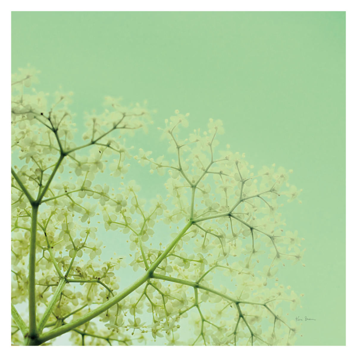 Cuckoo Flowers -Paper Art-32"x32"