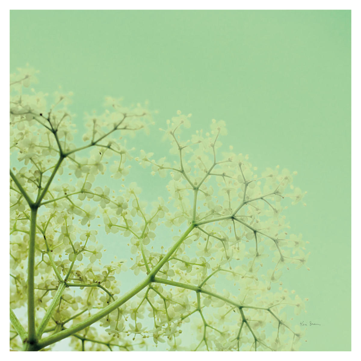 Cuckoo Flowers -Paper Art-38"x38"
