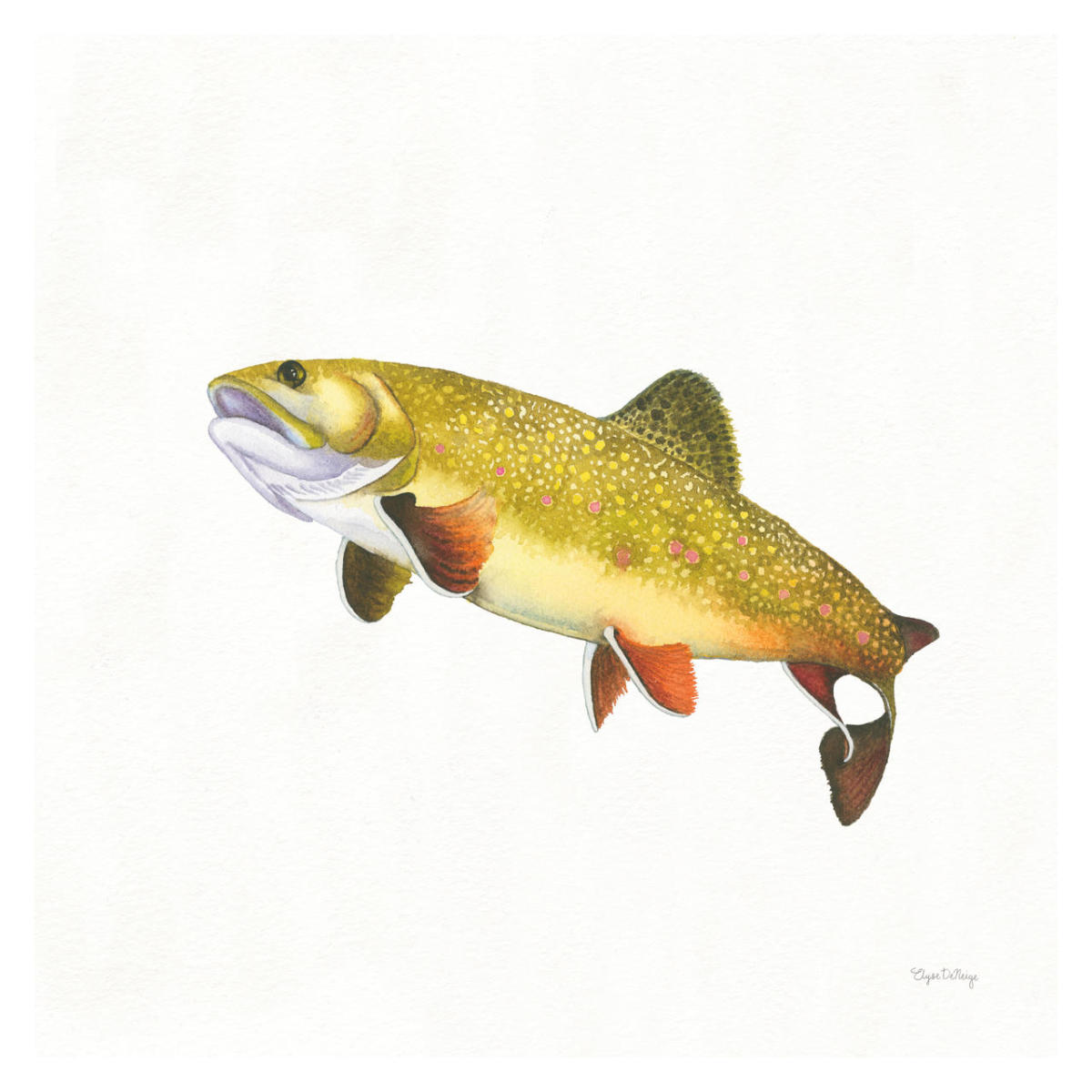 Gone Fishin Brookie -Paper Art-32"x32"
