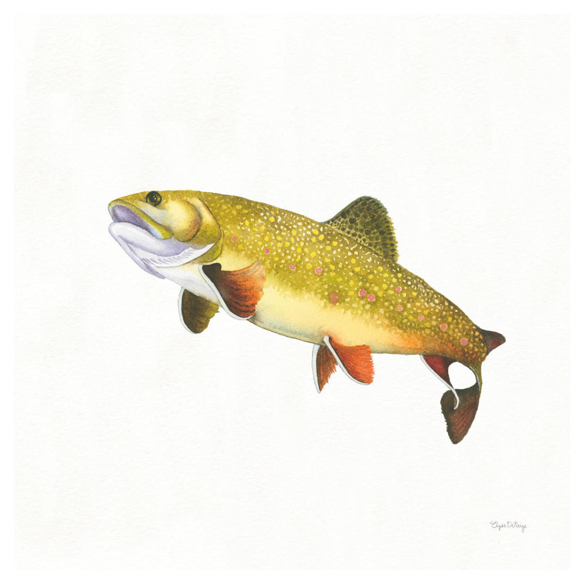 Gone Fishin Brookie -Paper Art-42"x42"