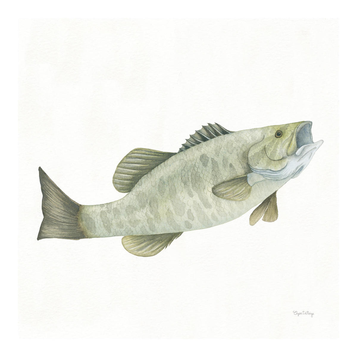 Gone Fishin Small Mouth -Paper Art-20"x20"