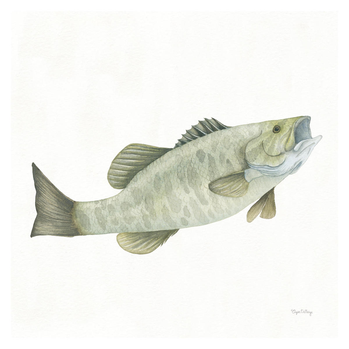 Gone Fishin Small Mouth -Paper Art-32"x32"