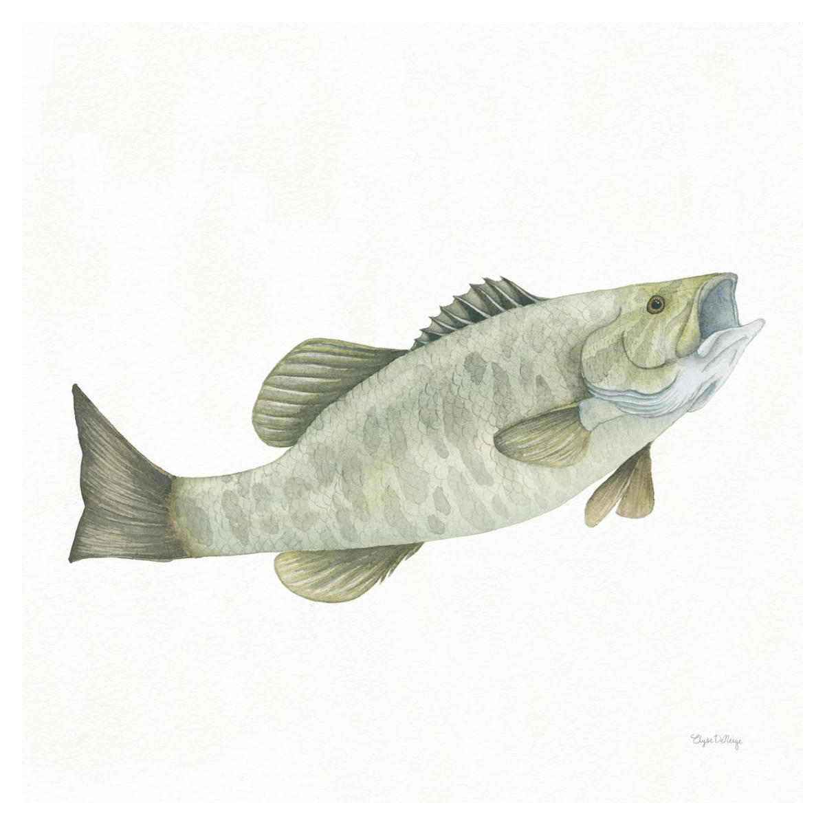 Gone Fishin Small Mouth -Paper Art-38"x38"
