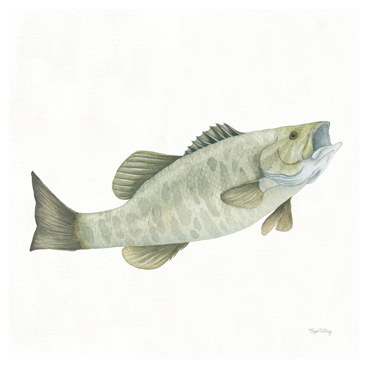 Gone Fishin Small Mouth -Paper Art-42"x42"